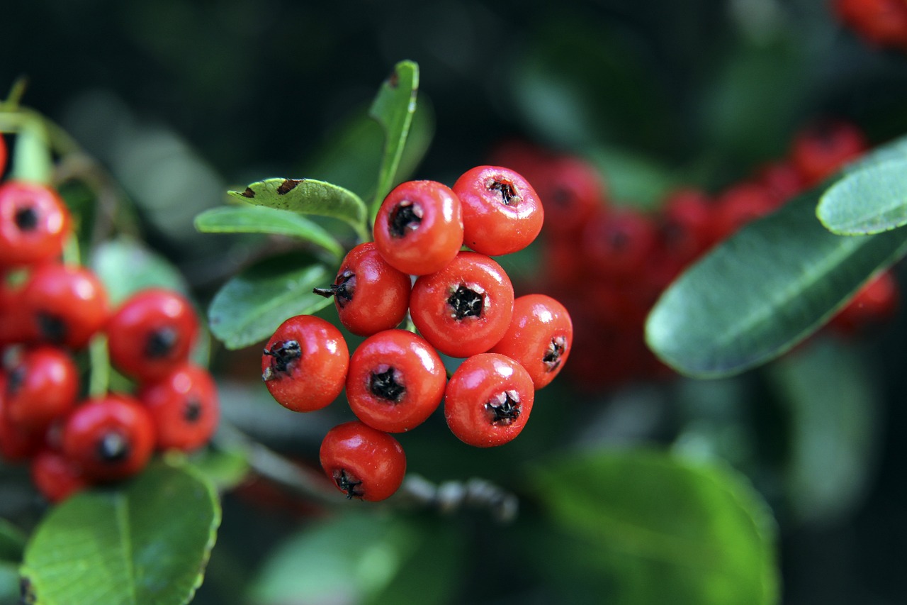 长激发球员 长激发球员